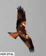 Milvus migrans