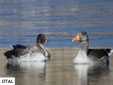 Anser brachyrhynchus