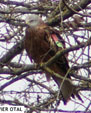 Milvus migrans