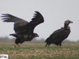 Aegypius monachus