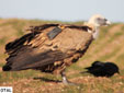 Gyps fulvus