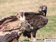 Aegypius monachus