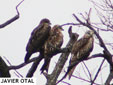 Milvus migrans