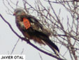 Milvus migrans