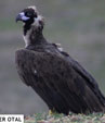 Aegypius monachus