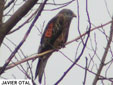 Milvus migrans