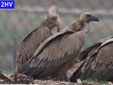 Gyps fulvus