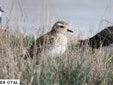 Pluvialis dominica