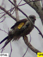 Milvus migrans