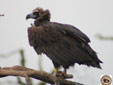 Aegypius monachus