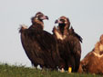 Aegypius monachus