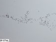 Larus fuscus