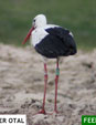 Ciconia ciconia