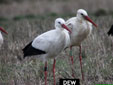 Ciconia ciconia