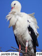 Ciconia ciconia
