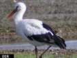 Ciconia ciconia