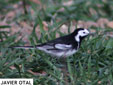 Motacilla alba