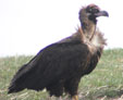 Aegypius monachus