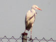 Bubulcus ibis