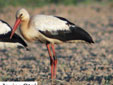 Ciconia ciconia