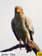 Neophron percnopterus