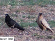 Corvus corax
