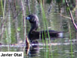 Podilymbus podiceps