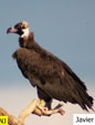 Aegypius monachus