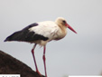 Ciconia ciconia