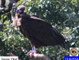 Aegypius monachus