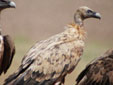 Gyps fulvus