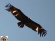 Aegypius monachus