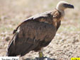 Gyps fulvus