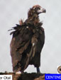 Aegypius monachus