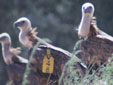 Gyps fulvus