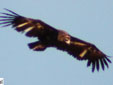 Aegypius monachus