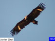 Aegypius monachus