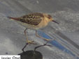Calidris pugnax