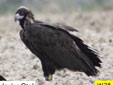 Aegypius monachus