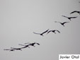 Grus grus