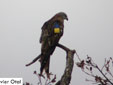 Milvus milvus