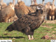 Aegypius monachus