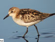 Calidris minutus
