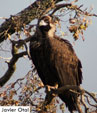 Aegypius monachus
