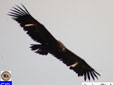 Aegypius monachus