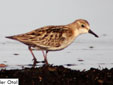 Calidris minutus