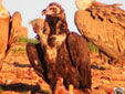 Aegypius monachus