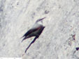 Tichodroma muraria