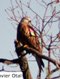 Milvus milvus