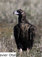 Aegypius monachus